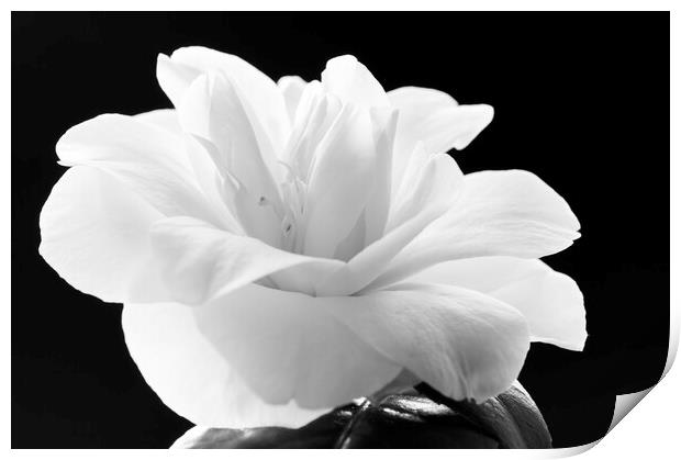 Camellia flower Print by Kevin Howchin