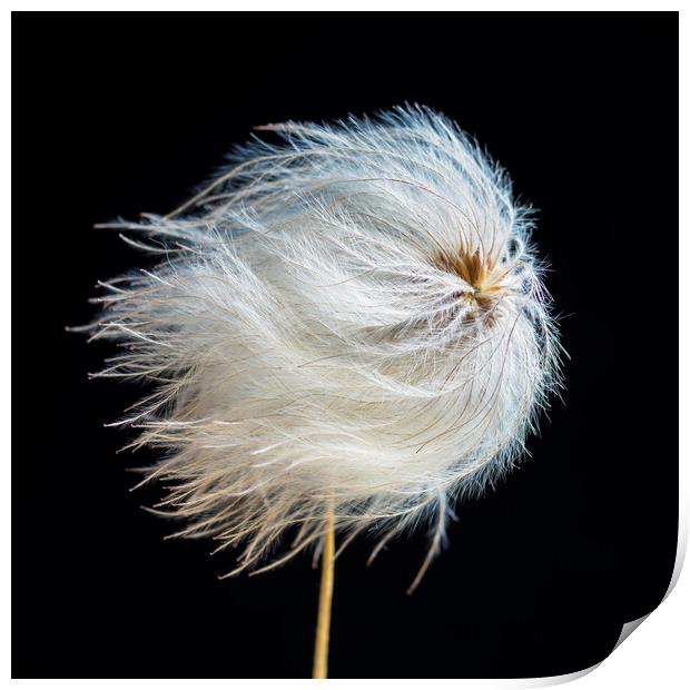 Clematis Seed Head Print by Kevin Howchin
