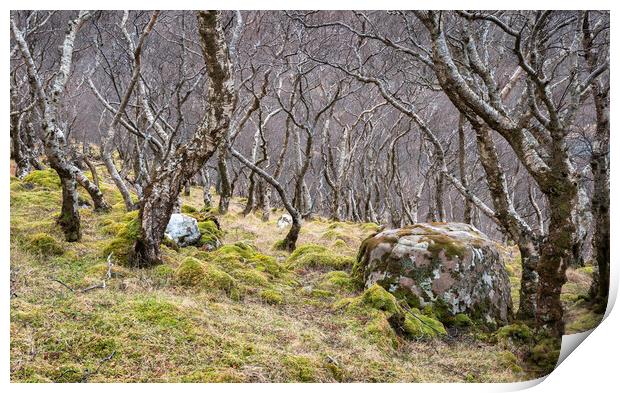 Woodland, Scottish Highlands Print by Kevin Howchin