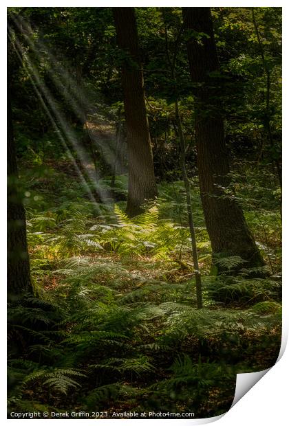 Ferns in the sunlight Print by Derek Griffin