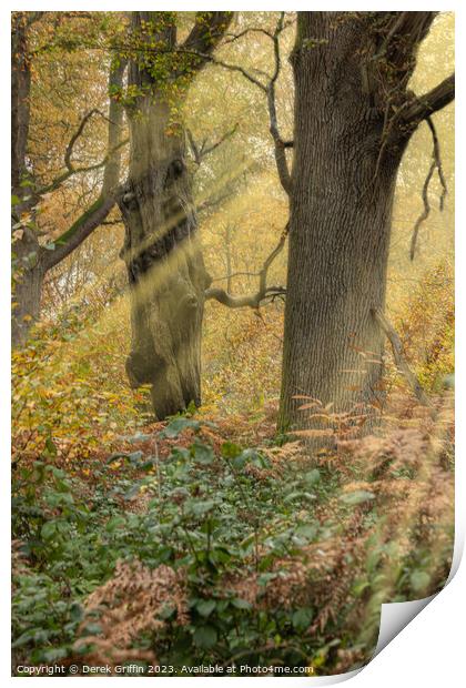 Woodland sunbeams Print by Derek Griffin