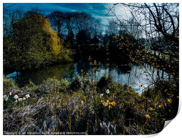 Pond Life Print by Ian Donaldson