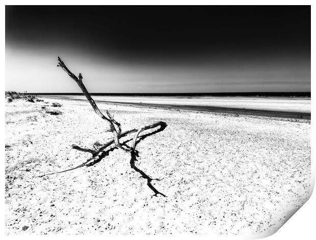 Driftwood Print by Ian Donaldson