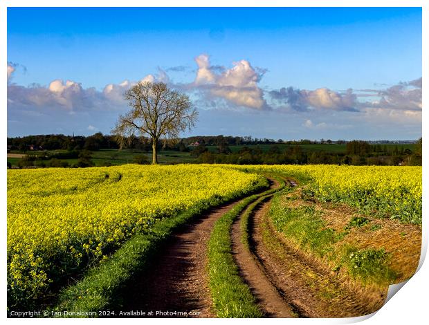 Rapeseed Print by Ian Donaldson