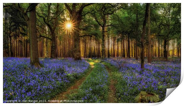 Bluebell Woodlands - Sunrise Print by Alan Ranger