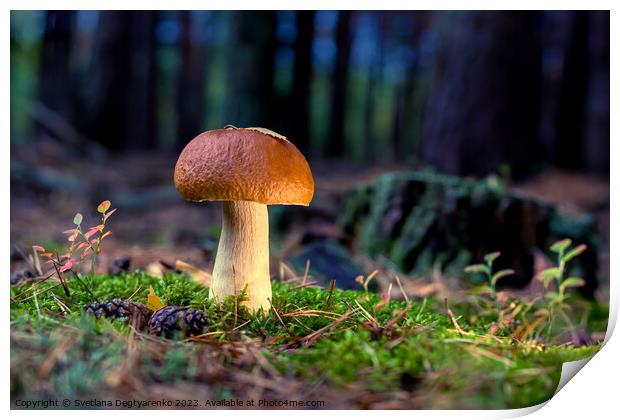edible porcini mushroom in a forest glade close-up under the light of sunlight with beautiful bokeh Print by Lana Topoleva