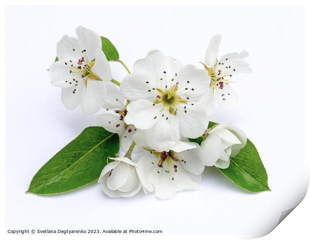 Large white pear flowers. Print by Lana Topoleva
