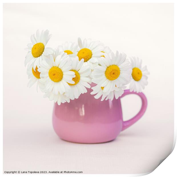  white daisies in a beautiful pink cup Print by Lana Topoleva