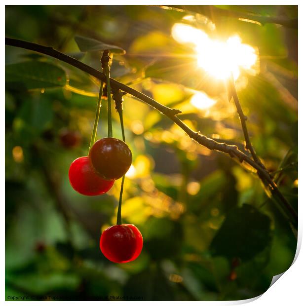 Ripe red cherries  Print by Lana Topoleva