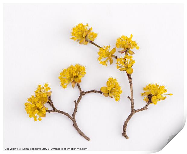  bright yellow dogwood flowers Print by Lana Topoleva