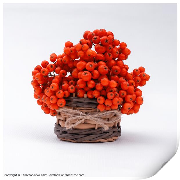  orange juicy berries in a wicker basket  Print by Lana Topoleva