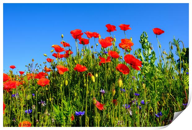 Group of poppies against blue sky Print by Chris Mann