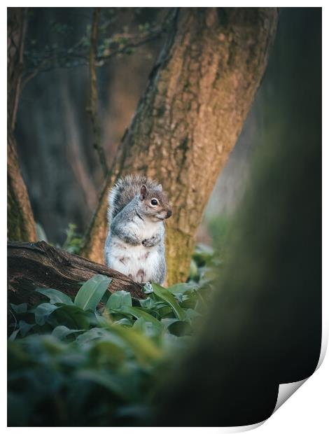 Squirrel looking for food  Print by Martyn Large