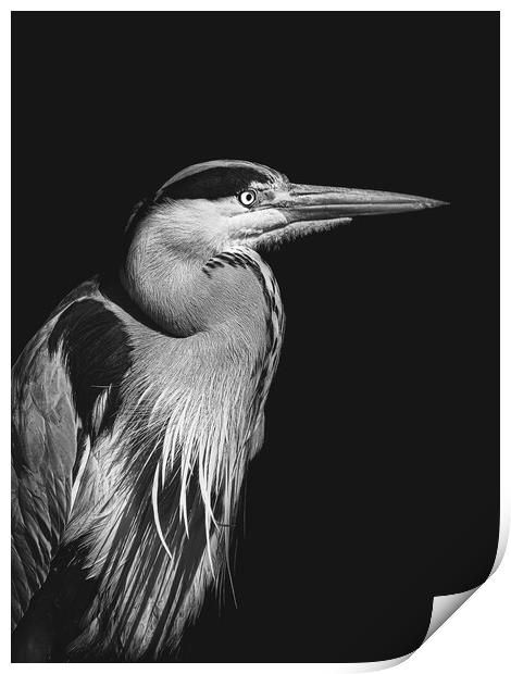Black and white photo of a Heron Print by Martyn Large