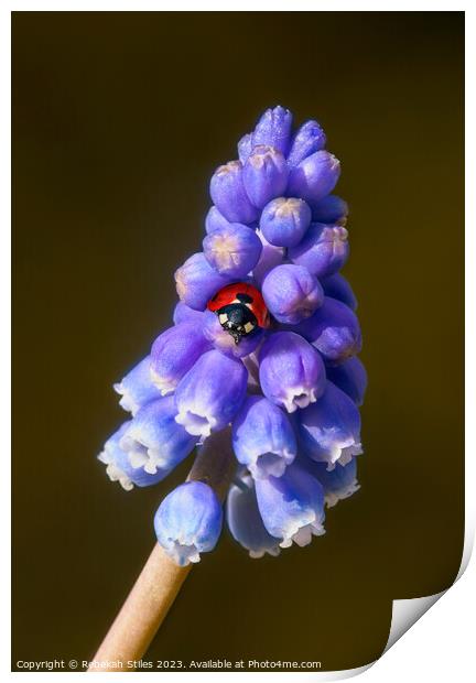 Grape Hyacinth and a ladybug Print by Rebekah Stiles
