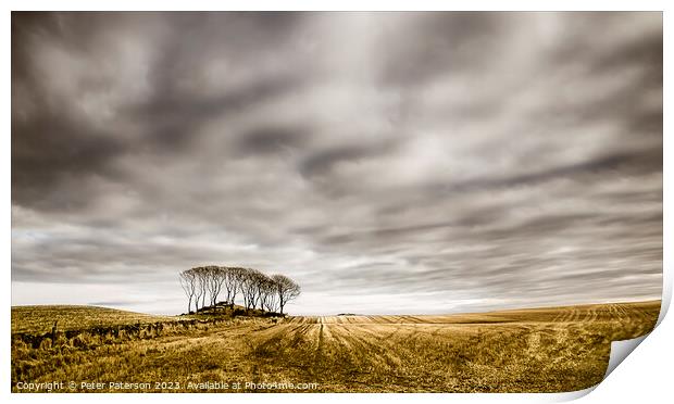 Copse in Stubble Field Scotland Print by Peter Paterson