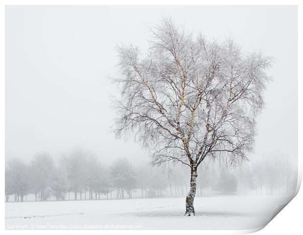 Silver Birch in Snow Print by Peter Paterson