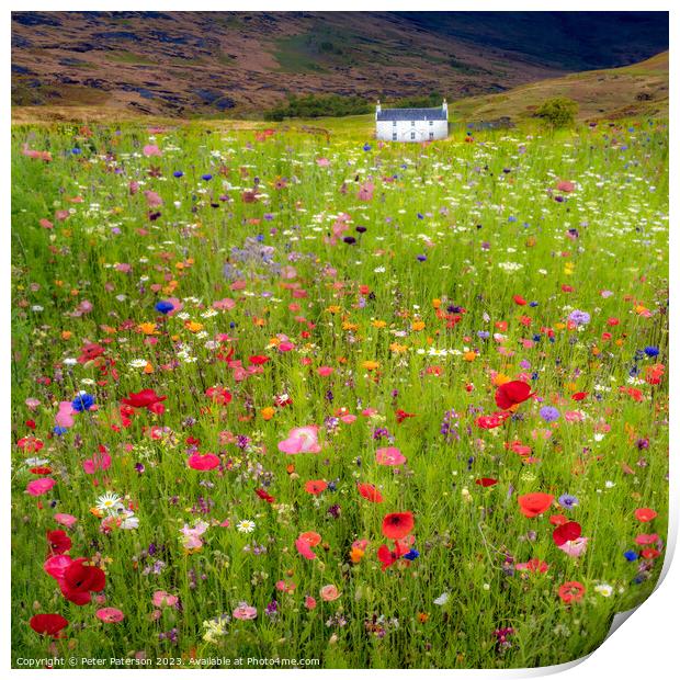Field of wild flowers in front of cottage Print by Peter Paterson