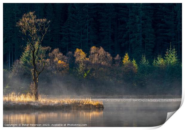 Sunlit trees on Loch Chon in the Trossachs Print by Peter Paterson
