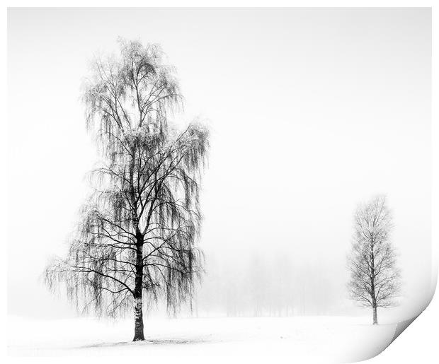 Winter Birches Print by Peter Paterson