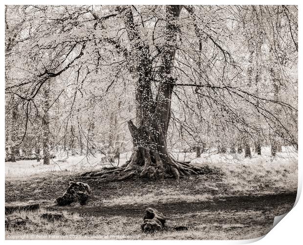 Old Beech Tree Print by Peter Paterson