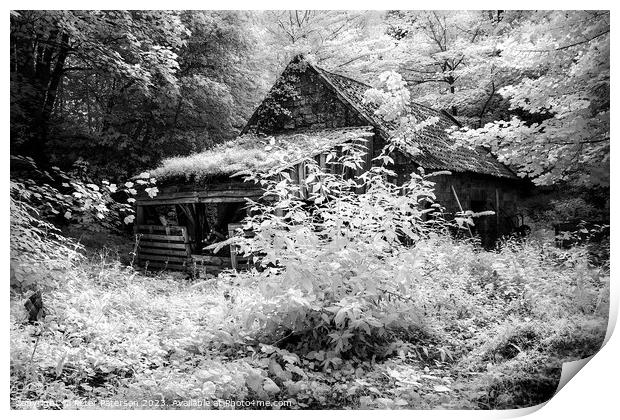 Old woodshed in Forest Print by Peter Paterson