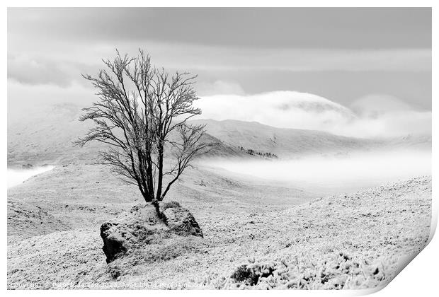 Tree in Rock in winter Print by Peter Paterson