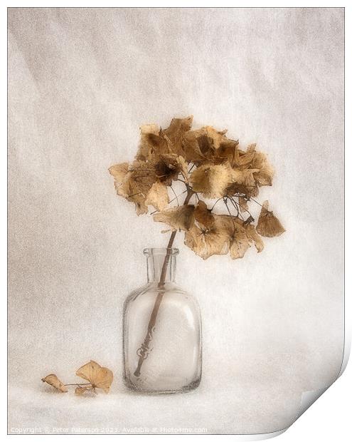 Hydrangea Seed Head in Bottle Print by Peter Paterson