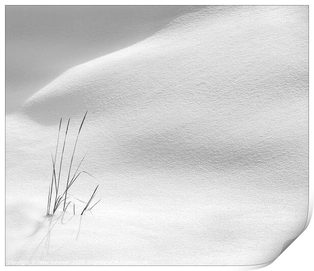 Grasses in Snow Print by Peter Paterson