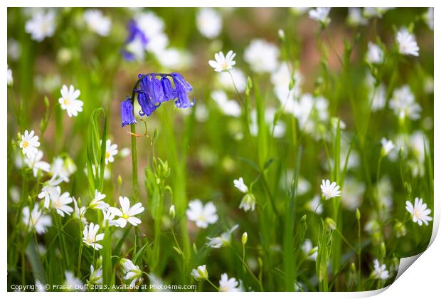 Bluebells and Stitchwort Print by Fraser Duff