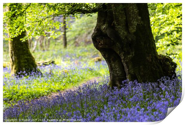 Bluebells and Beech Tree, Carstramon Woods Print by Fraser Duff