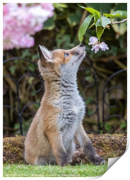 Fox Cub and Cherry Blossom Print by Fraser Duff