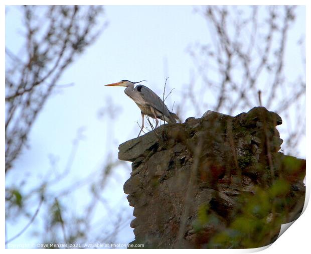 Heron on ruin Print by Dave Menzies
