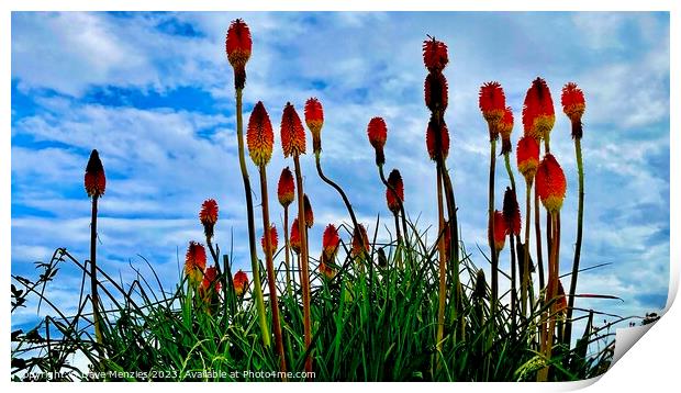Red Hot Pokers In The Sky Print by Dave Menzies