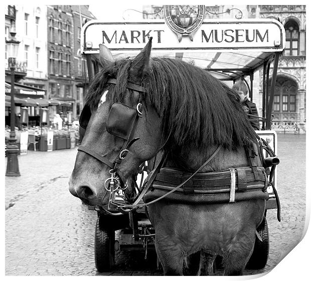 Bruges Horse Print by Dave Menzies