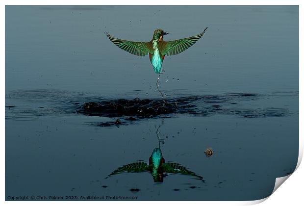 Kingfisher Print by Chris Palmer