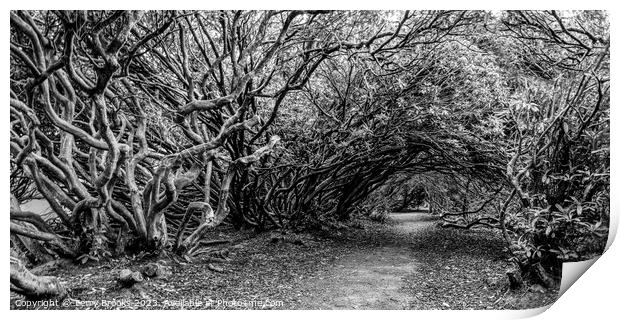A spooky Tangled Wood in Wales in Black and White Print by Terry Brooks