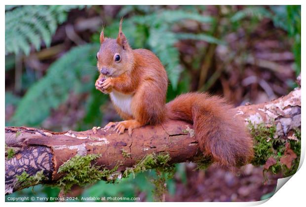 Red Squirrel North Wales Print by Terry Brooks