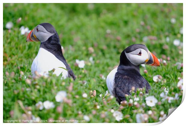 Puffins on Skomer Island Print by Terry Brooks