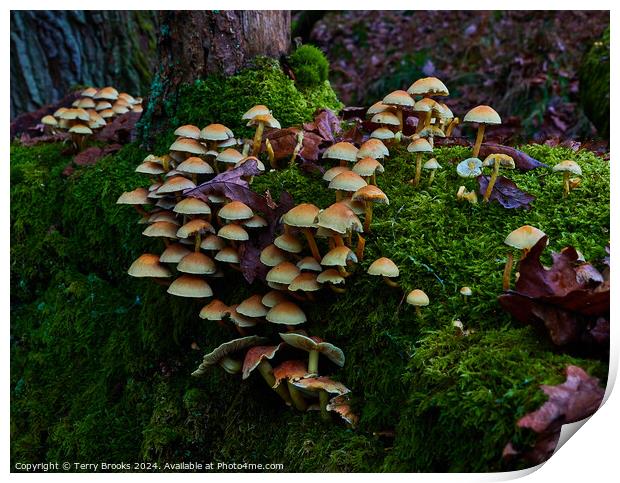 Mushrooms Fungi and Moss Print by Terry Brooks