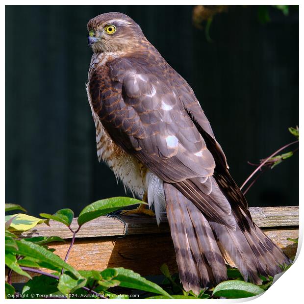 Female Sparrowhawk on a Garden Fence Print by Terry Brooks