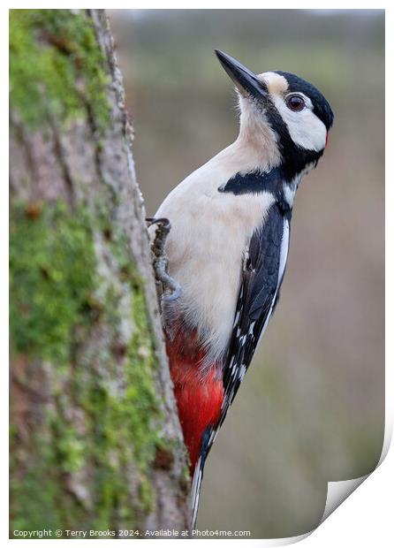 Male Great Spotted Woodpecker Print by Terry Brooks
