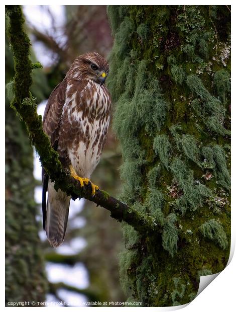 Common Buzzard - Buteo buteo Print by Terry Brooks