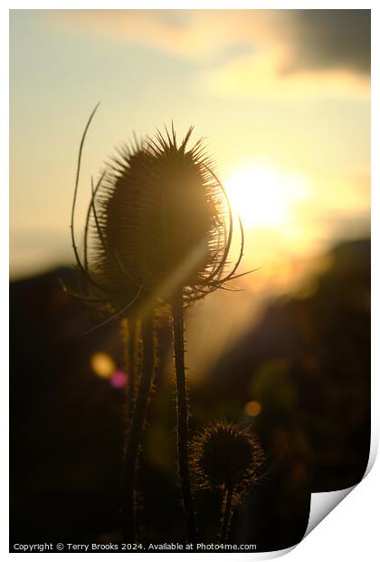 Teasel Silhouette in the Sun Print by Terry Brooks