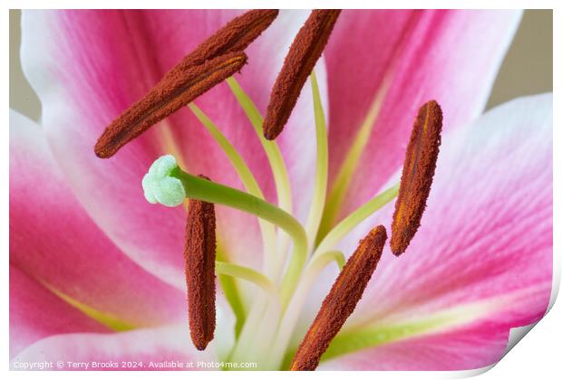 Pink and White Lily Close Up Print by Terry Brooks