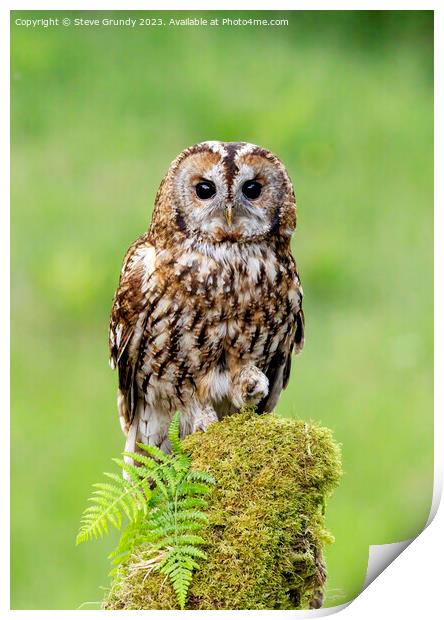 Daylight Tawny Owl Hunting Print by Steve Grundy