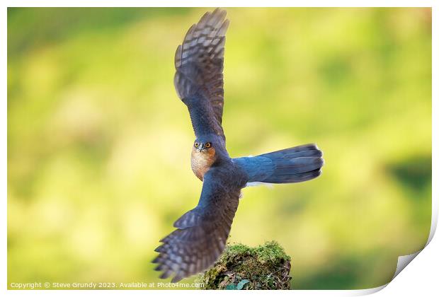 Majestic Sparrowhawk Take Off Print by Steve Grundy