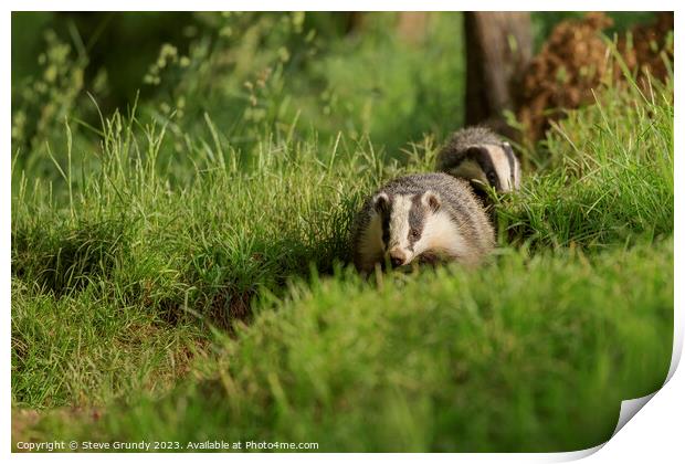 Badgers on the March Print by Steve Grundy