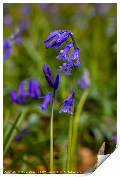 Enchanting Bluebell Symphony Print by Steve Grundy