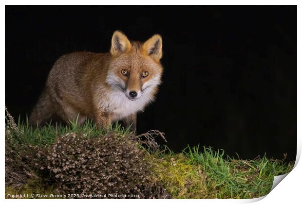 Graceful Red Fox Predator Print by Steve Grundy